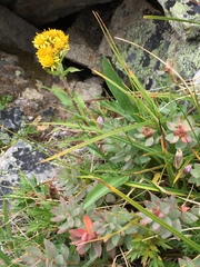 Solidago multiradiata