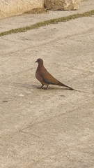 Streptopelia senegalensis