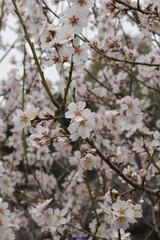 Prunus amygdalus