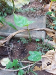 Xanthosoma sagittifolium