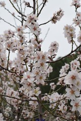 Prunus amygdalus