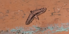 Sufetula