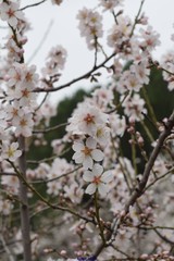 Prunus amygdalus