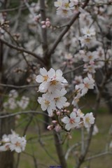 Prunus amygdalus
