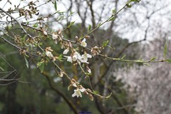 Prunus amygdalus