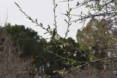 Prunus amygdalus