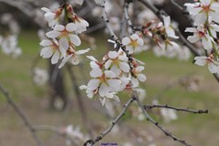 Prunus amygdalus