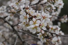 Prunus amygdalus