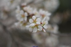 Prunus amygdalus