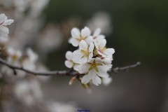 Prunus amygdalus