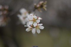 Prunus amygdalus