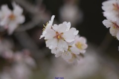 Prunus amygdalus