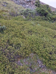 Betula glandulosa