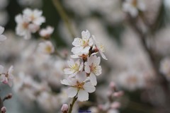 Prunus amygdalus