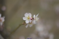 Prunus amygdalus