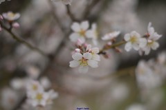 Prunus amygdalus