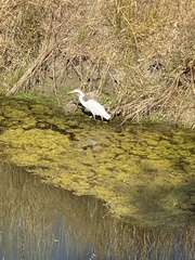 Ardea alba