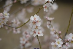 Prunus amygdalus