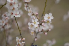Prunus amygdalus