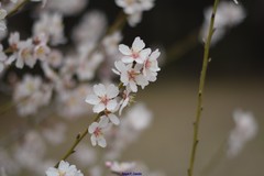 Prunus amygdalus