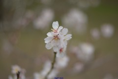Prunus amygdalus