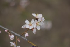 Prunus amygdalus