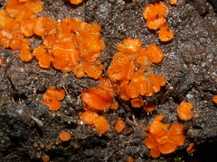 Cheilymenia raripila