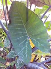 Xanthosoma violaceum