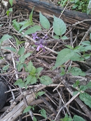 Solanum dulcamara