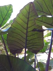 Xanthosoma violaceum