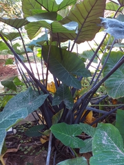 Xanthosoma violaceum