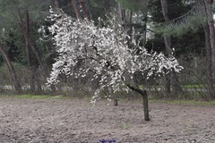 Prunus amygdalus