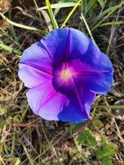 Ipomoea laeta