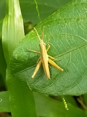Orthoptera