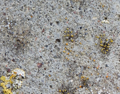 Myriolecis crenulata