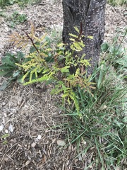 Gleditsia triacanthos