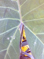 Xanthosoma violaceum