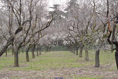 Prunus amygdalus