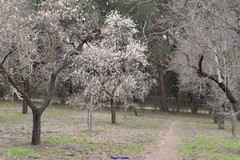 Prunus amygdalus