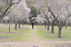 Prunus amygdalus