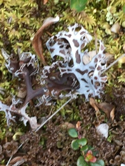 Masonhalea richardsonii