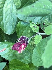 Norvellina chenopodii