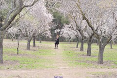 Prunus amygdalus
