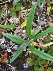 Saussurea angustifolia