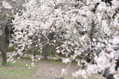 Prunus amygdalus