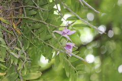 Dendrobium anosmum