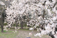 Prunus amygdalus