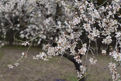 Prunus amygdalus