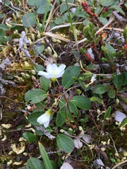 Montia bostockii