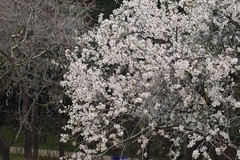 Prunus amygdalus